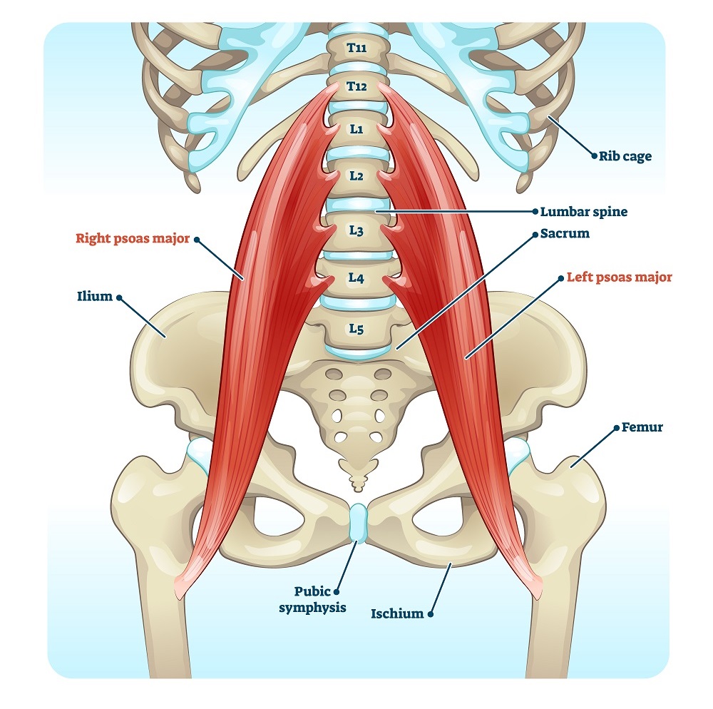 Schema anatomico che mostra la posizione del gruppo muscolare psoas